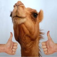 Camel with 2 thumbs
