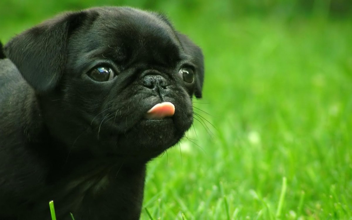 black-pug-wallpaper-4.jpg
