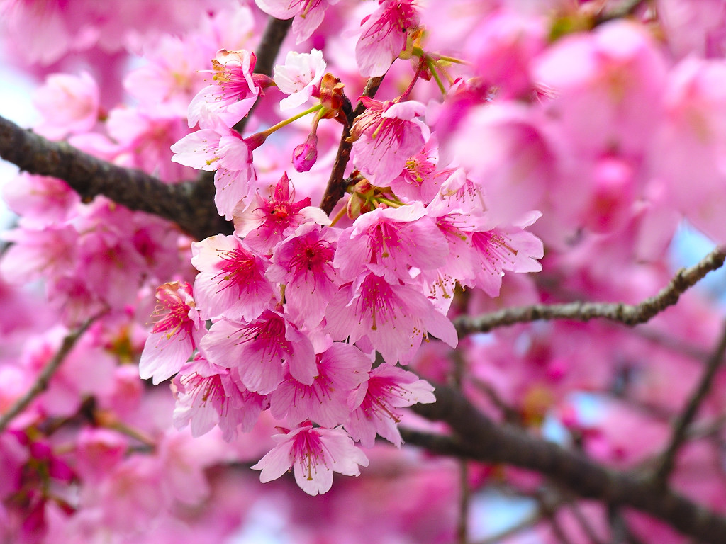 cherry_blossom.jpg