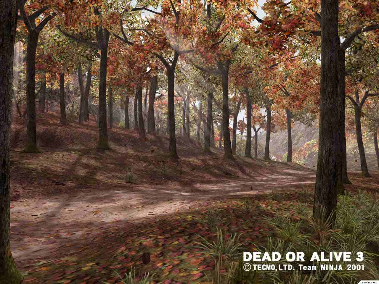doa3_forest.jpg