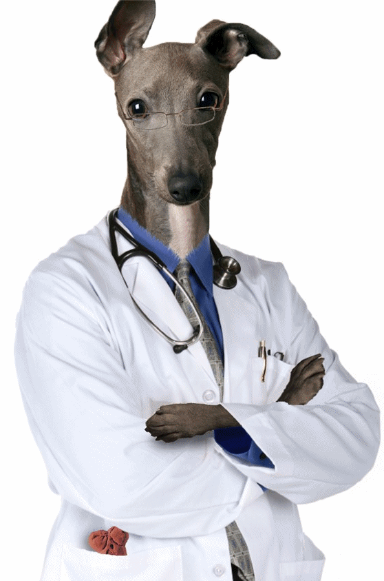 DrDog.gif