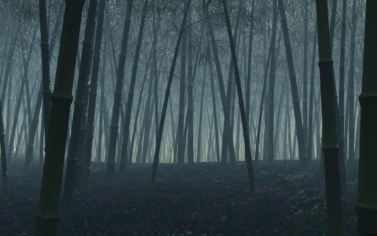 forest.jpg