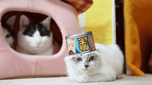 get.gif