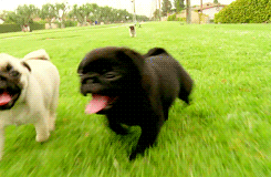 giphy (14).gif