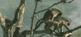 lovelychank.gif