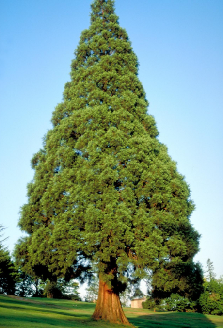 Meme Tree.png