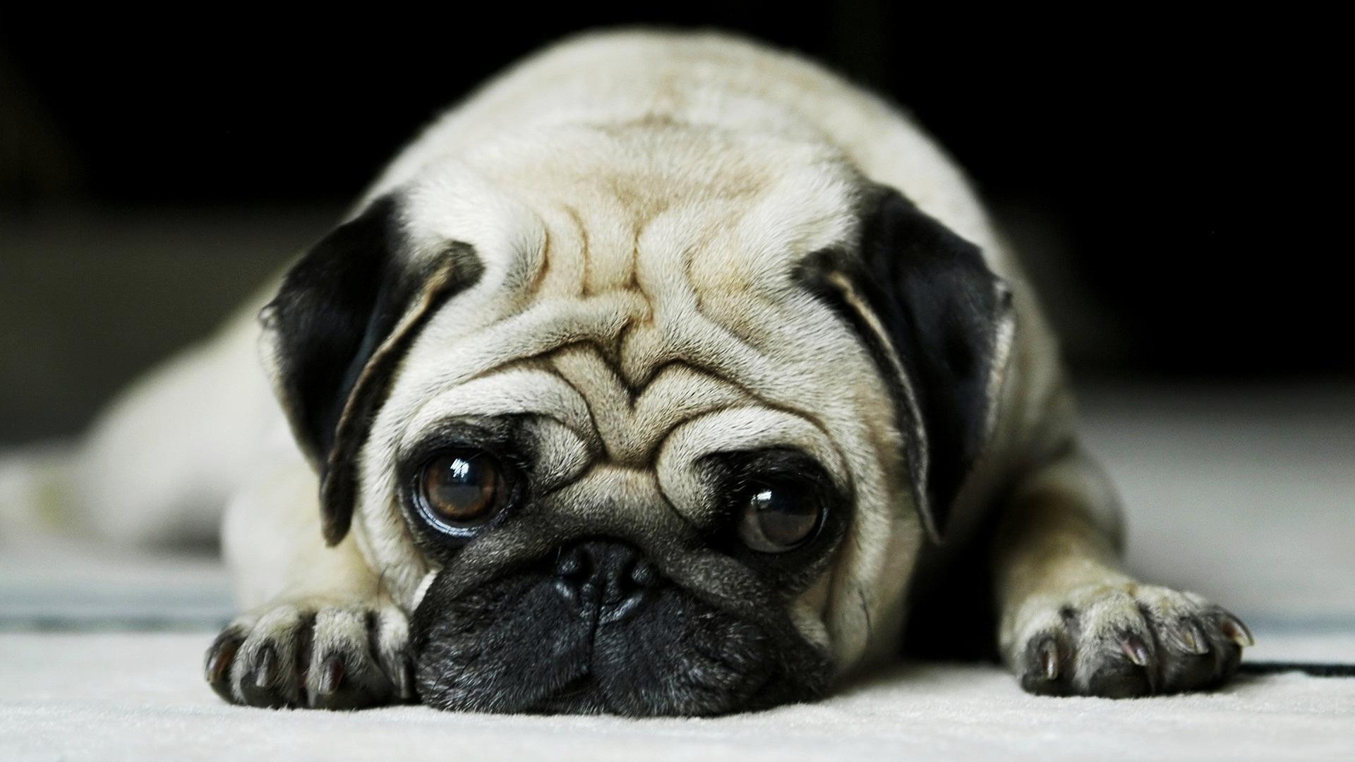 pug-cute-dog-pet-animal-1920x1080.jpg