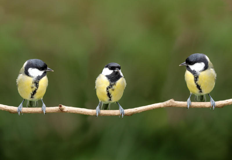 Tits.jpg