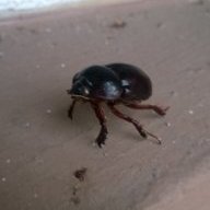 zochmenos