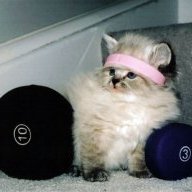 Weaklikekitten