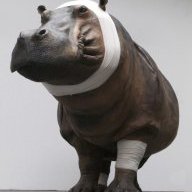 Cripple Hippo