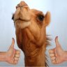 Camel with 2 thumbs